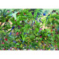 Puzzle 1500p - Bluebird - Birds