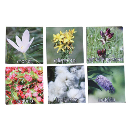 Mémo Fleurs